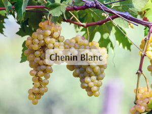 Chenin Blanc  800x600